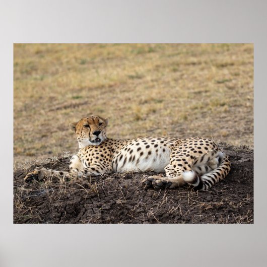 Activiteiten in de omgeving van Resting Cheetah - Poster (Voorkant)
