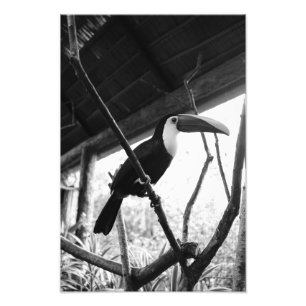 Activiteiten in de omgeving van Toucan's Post (B&W Foto Afdruk