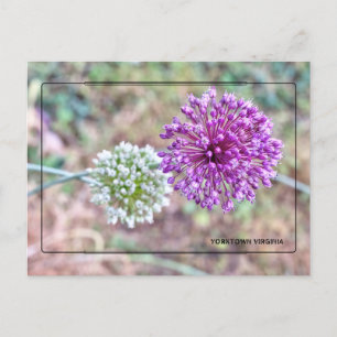 Activiteiten in de omgeving van Yorktown Onion Bri Briefkaart