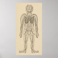 Acupunctie Meridian Pathways Points