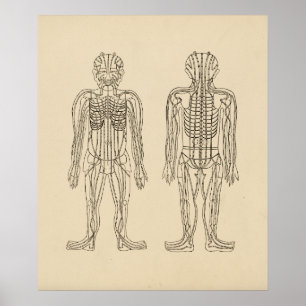 Acupunctie Meridian Pathways Points Poster