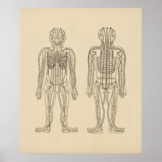  Acupunctie Meridian Pathways Points Poster (Voorkant)