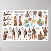 Acupunctie Meridian Points en Pathways Poster (Voorkant)