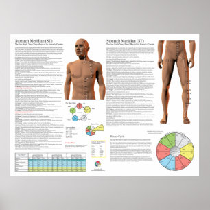Acupunctuurpunten van de maagmeridiaan poster