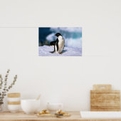 Ad?lie Penguins Poster (Keuken)