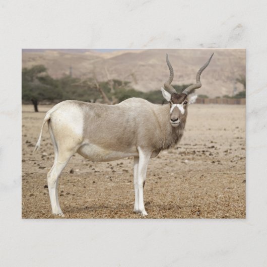 Addax Antelope Briefkaart (Voorkant)