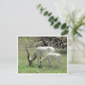 addax briefkaart (Staand voorkant)