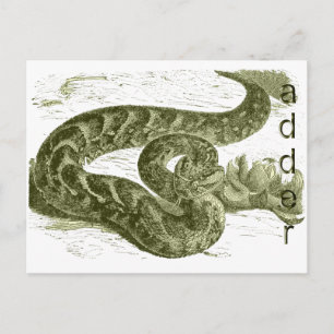 Adder (slang) briefkaart