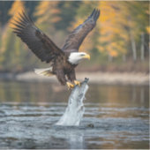 Adelaar die vis vangt sticker (Voorkant)