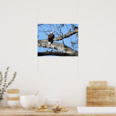 Adelaar op een tak poster (Keuken)