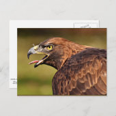 Adelaar, roofvogel briefkaart (Voorkant / Achterkant)