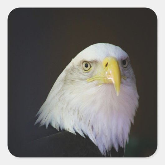 adelaar vierkante sticker (Voorkant)