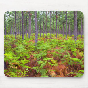Adelaarsvaren (Pteridium Aquilinum) in groei Muismat