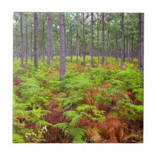 Adelaarsvaren (Pteridium Aquilinum) in groei Tegeltje