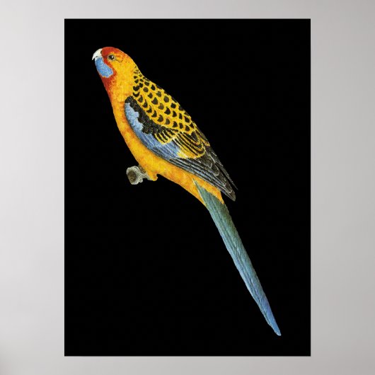 Adelaide Rosella - Platycerus elegans adelaidae Poster (Voorkant)