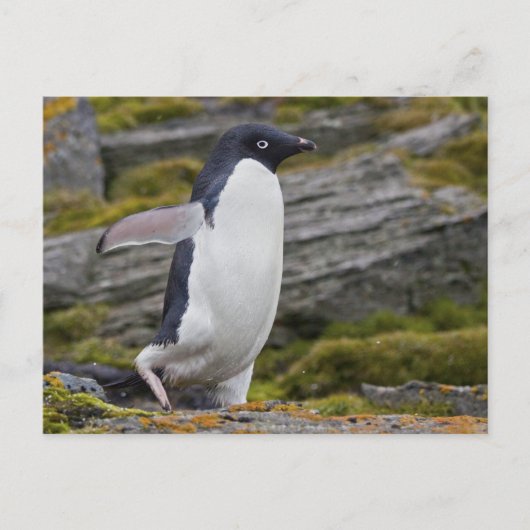 Adelie Penguin Briefkaart (Voorkant)