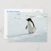 Adelie Penguin Briefkaart (Voorkant / Achterkant)