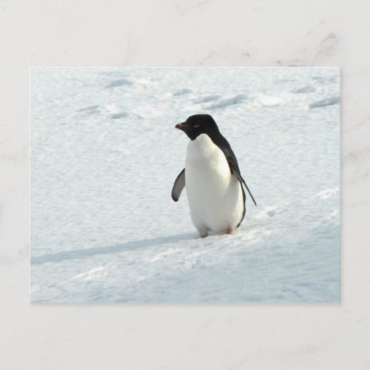 Adelie Penguin Briefkaart (Voorkant)