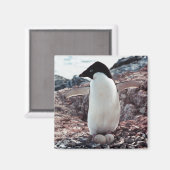 Adelie Penguin Magnet de nid (Recto/Verso)