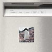 Adelie Penguin Magnet de nid (In Situ (Lave-vaisselle))