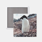 Adelie Penguin Nest Magnet Magneet (Voorkant / Achterkant)