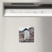 Adelie Penguin Nest Magnet Magneet (Insitu (Vaatwasser))