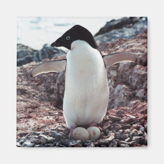 Adelie Penguin Nest Magnet Magneet