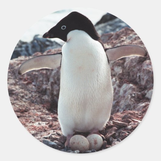 Adelie Penguin Nest Sticker (Voorkant)