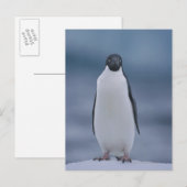 Adelie Penguin over ijs Briefkaart (Voorkant / Achterkant)