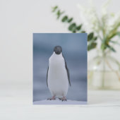 Adelie Penguin over ijs Briefkaart (Staand voorkant)