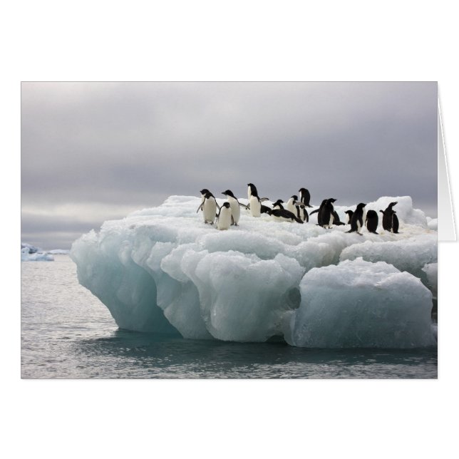 Adelie Penguin Pygoscelis adeliae), (Devant horizontal)
