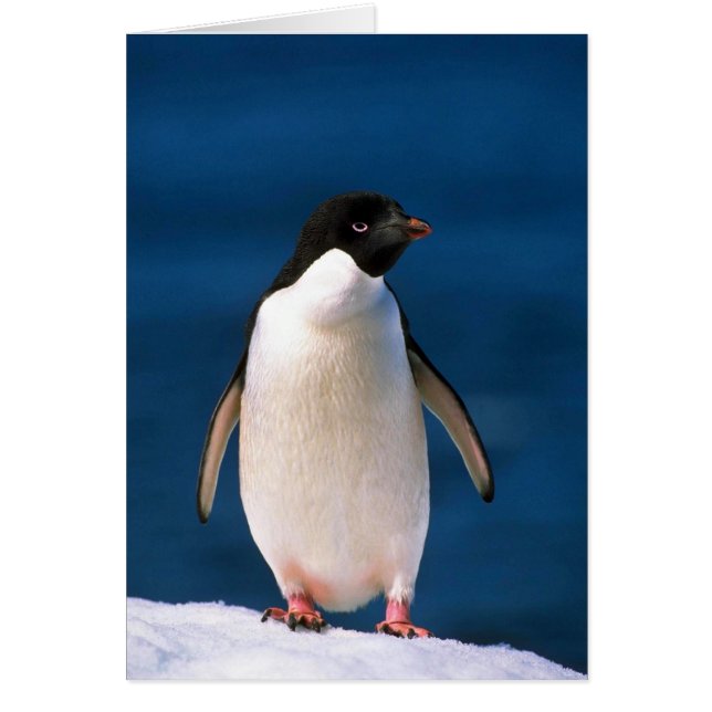 Adelie Penguins (Voorkant)