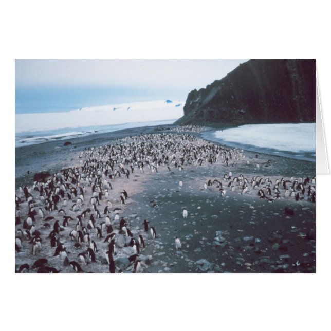 Adelie Penguins (Devant horizontal)