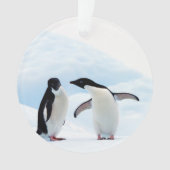 Adelie Penguins (devant)