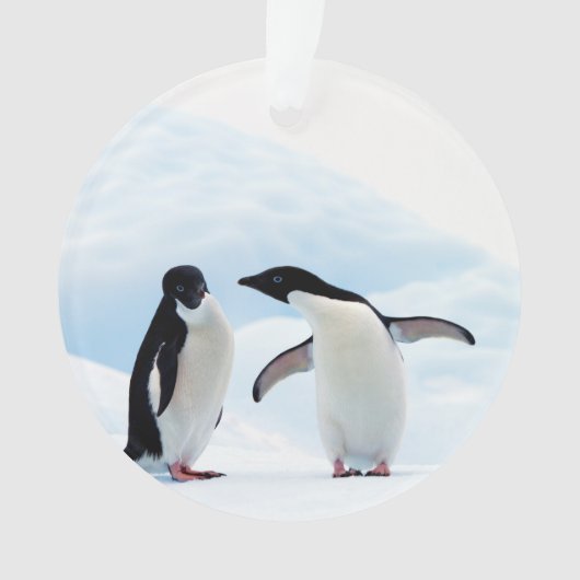 Adelie Penguins (devant)