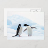 Adelie Penguins Briefkaart (Voorkant / Achterkant)