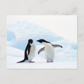 Adelie Penguins Briefkaart (Voorkant)