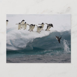 Adelie Penguins duikt in zee Paulette Briefkaart