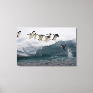 Adelie Penguins duikt in zee Paulette Canvas Afdruk