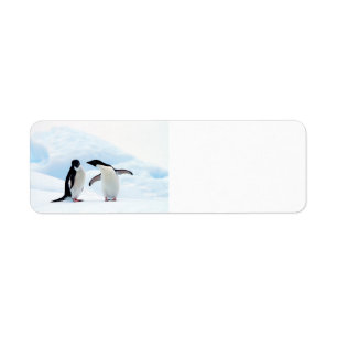 Adelie Penguins Etiket