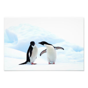 Adelie Penguins Foto Afdruk