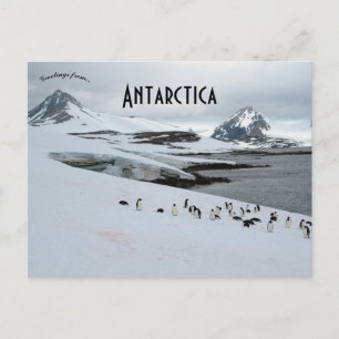 Adelie Penguins op het Hoefijzer Antarctica Briefkaart