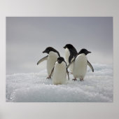 Adelie Penguins over ijsstromen Poster (Voorkant)