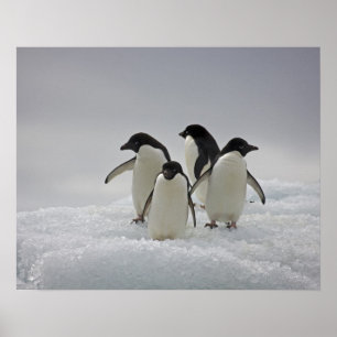 Adelie Penguins over ijsstromen Poster