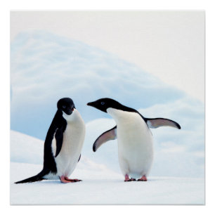 Adelie Penguins Perfect Poster