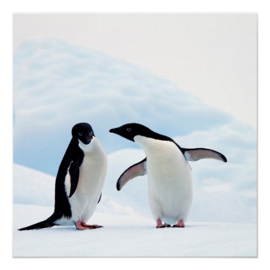 Adelie Penguins Perfect Poster (Voorkant)