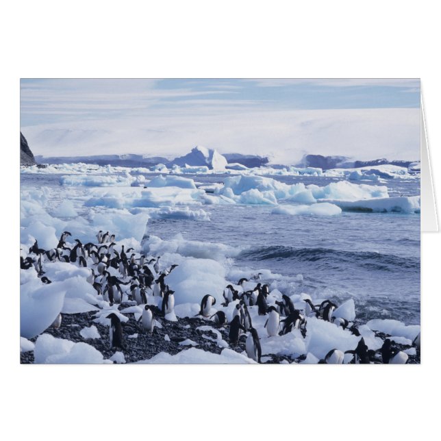 Adelie Penguins Pygoscelis adeliae (Voorkant Horizontaal)