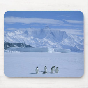 Adelie Penguins, Pygoscelis adeliae), Muismat