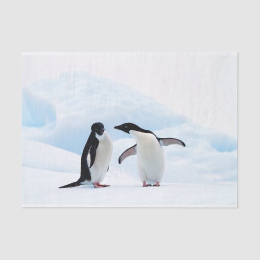 Adelie Penguins Tissuepapier (Voorkant)