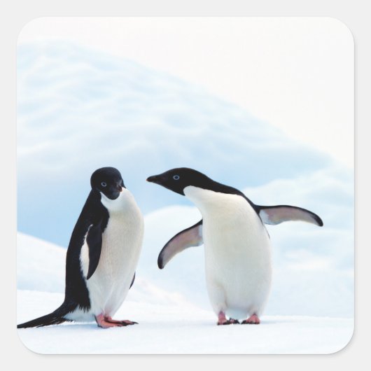Adelie Penguins Vierkante Sticker (Voorkant)